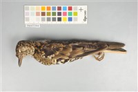 藏品(虎鶇)的圖片